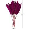 imageDeco 79 Dried Plant Pampas Home Decor Natural Foliage Natural Dried Foliage with Long Stems Foliage for Decoration 2quot x 1quot x 35quot BrownPink