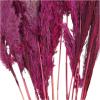 imageDeco 79 Dried Plant Pampas Home Decor Natural Foliage Natural Dried Foliage with Long Stems Foliage for Decoration 2quot x 1quot x 35quot BrownPink