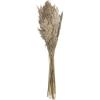 imageDeco 79 Dried Plant Pampas Home Decor Natural Foliage Natural Dried Foliage with Long Stems Foliage for Decoration 2quot x 1quot x 35quot BrownLight Brown