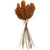 imageDeco 79 Dried Plant Pampas Home Decor Natural Foliage Natural Dried Foliage with Long Stems Foliage for Decoration 2quot x 1quot x 35quot BrownOrange