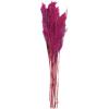 imageDeco 79 Dried Plant Pampas Home Decor Natural Foliage Natural Dried Foliage with Long Stems Foliage for Decoration 2quot x 1quot x 35quot BrownPink