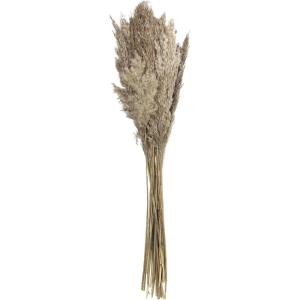 imageDeco 79 Dried Plant Pampas Home Decor Natural Foliage Natural Dried Foliage with Long Stems Foliage for Decoration 2quot x 1quot x 35quot BrownLight Brown