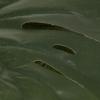 imageDeco 79 Faux Foliage Monstera Artificial Plant with Black Tapered Pot 28quot x 22quot x 27quot Green28 x 22 x 27