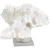 image:imageDeco 79 Polystone Coral Decorative Sculpture Textured Home Decor Statue with Clear Acrylic Base Accent Figurine 12 x 10 x 8 WhiteSMALL SIZE