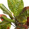 image:imageDeco 79 Faux Foliage Croton Artificial Plant with Realistic Leaves and Black Plastic Pot 27 x 27 x 50 Green