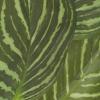 image:imageDeco 79 The Novogratz Faux Foliage Calathea Artificial Plant with Realistic Leaves and Patterned Porcelain Pot 11 x 10 x 16 Green