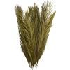 image:imageDeco 79 Dried Plant Palm Leaf Home Decor Natural Foliage Natural Dried Foliage with Feather Inspired Stems Foliage for Decoration 4 x 1 x 43 GreenGreen