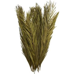 image:imageDeco 79 Dried Plant Palm Leaf Home Decor Natural Foliage Natural Dried Foliage with Feather Inspired Stems Foliage for Decoration 4 x 1 x 43 GreenGreen